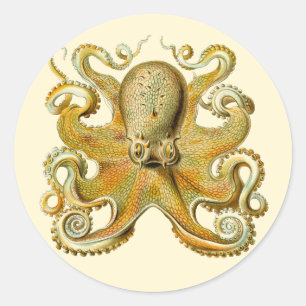 Sticker Rond Kraken vintage, Octopus Gamochonia, Ernst Haeckel