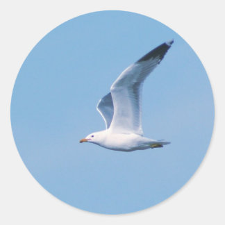 Sticker Rond La collection Seagull
