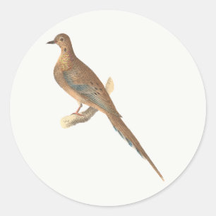 Sticker Rond La colombe en deuil (tourterelle de Caroline) NY B