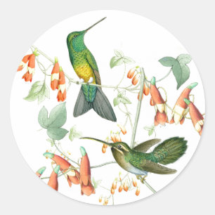 Sticker Rond La faune d'oiseaux de colibri fleurit des animaux