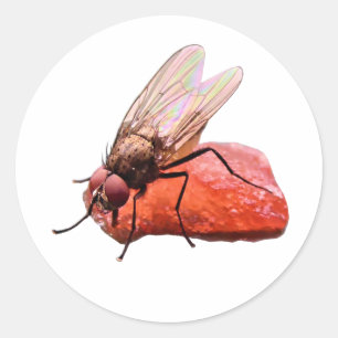Sticker Rond La mouche effervescente suce un morceau de melon r