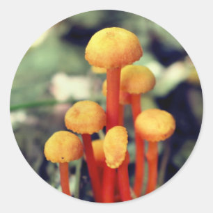 Sticker Rond La nature des champignons orange
