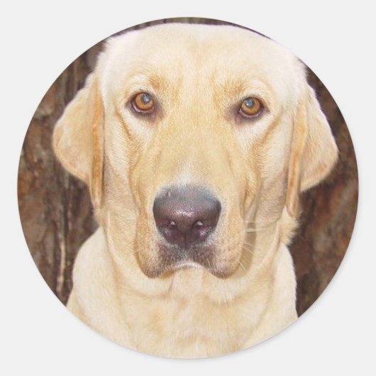 Sticker Rond Labo pratique (Devant)