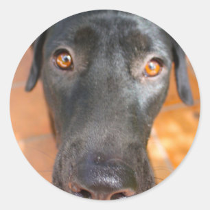 Sticker Rond laboratoire noir