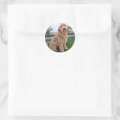 Sticker Rond Labradoodle Chien chiot (Sac)