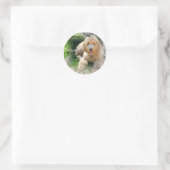 Sticker Rond Labradoodle Goldendoodle (Sac)