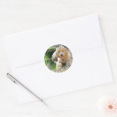 Sticker Rond Labradoodle Goldendoodle (Enveloppe)