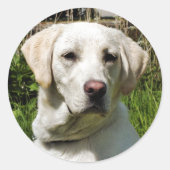 STICKER ROND LABRADOR DOG (Devant)