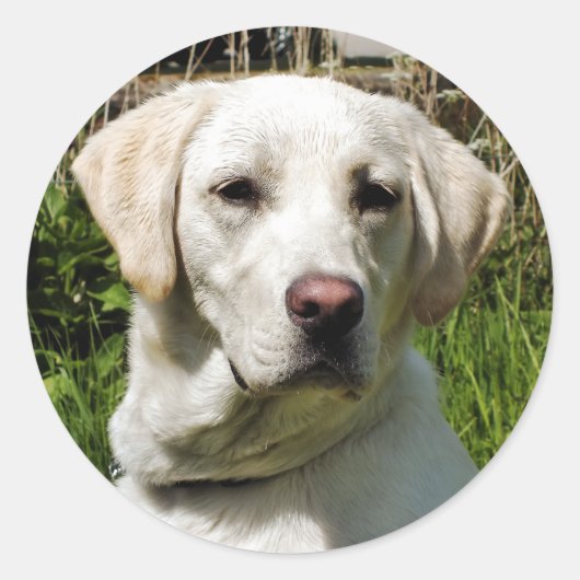 STICKER ROND LABRADOR DOG (Devant)