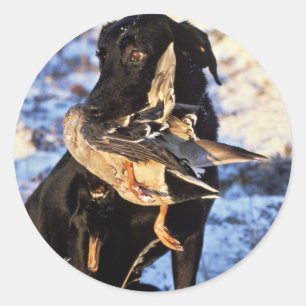 Sticker Rond Labrador retriever avec Drake Mallard