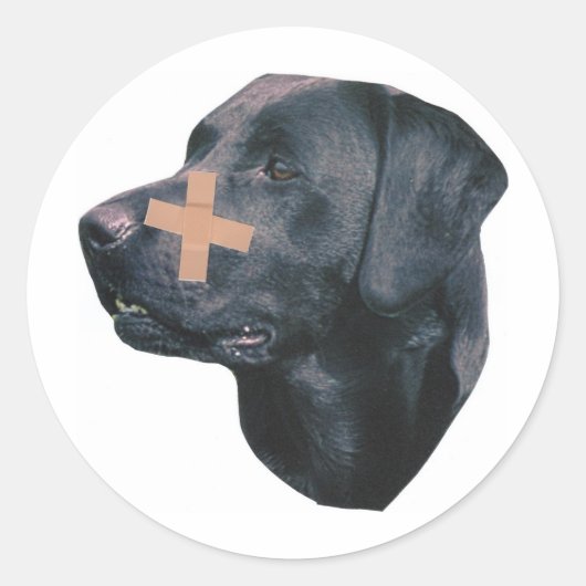 Sticker Rond Labrador Retriever avec pansement (Devant)