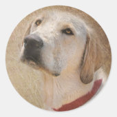 Sticker Rond Labrador Retriever jaune (Devant)