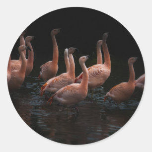 Sticker Rond lac de Flamant rose