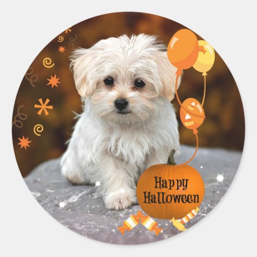 Sticker Rond L'adorable chiot maltais célèbre Halloween (Devant)