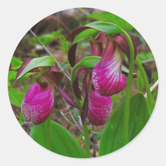 Sticker Rond Lady Slipper (Devant)