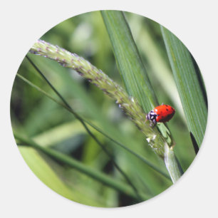 Sticker Rond Ladybug (Coccinellidae)