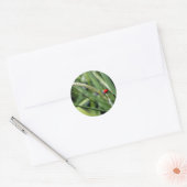 Sticker Rond Ladybug (Coccinellidae) (Enveloppe)
