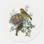 Sticker Rond L'affiche européenne greenfinch (Devant)