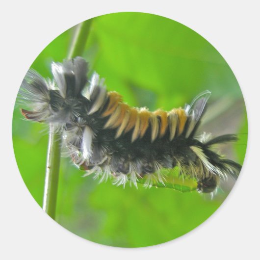 Sticker Rond Lait Tussock Moth Caterpillar Items (Devant)