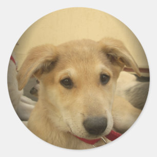 Sticker Rond L'amour des chiots : le meilleur ami de l'homme