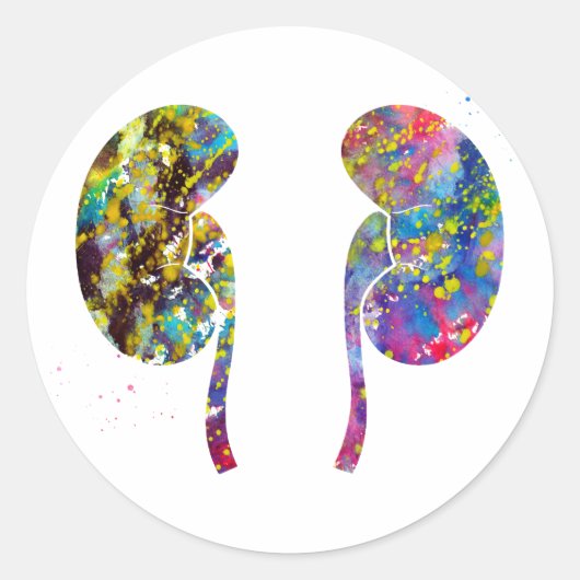 Sticker Rond L'anatomie des reins (Devant)