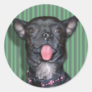 Sticker Rond Langue de chien de chiwawa