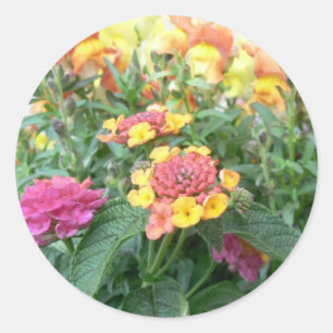 Sticker Rond Lantana rose de lever de soleil