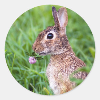Sticker Rond Lapin