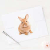 Sticker Rond Lapin (Enveloppe)