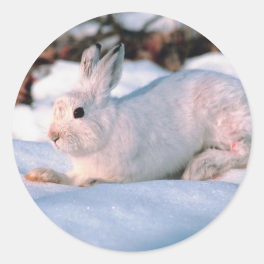 Sticker Rond Lapin blanc (Devant)