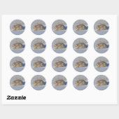 Sticker Rond Lapin Cottontail R5 (Feuille)