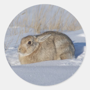 Sticker Rond Lapin Cottontail R5
