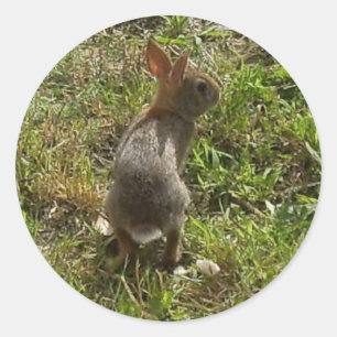 Sticker Rond Lapin Lapin