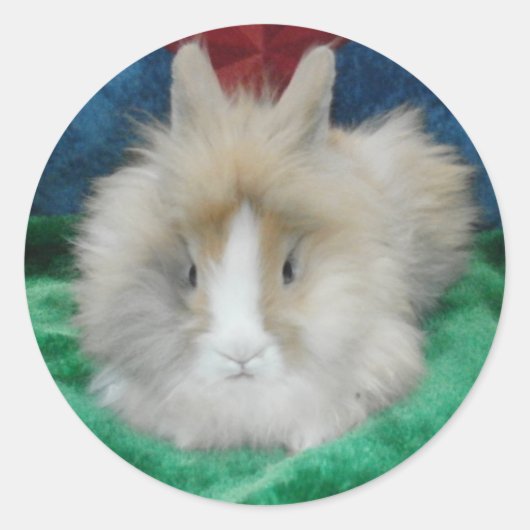 Sticker Rond Lapin Lapin Lapin Lionhead Fluffy (Devant)