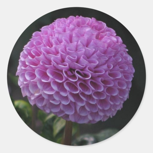 Sticker Rond Lavander Dahlia (Devant)