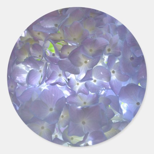 Sticker Rond Lavender Hydrangeas fleurs violettes (Devant)