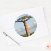 Sticker Rond Le baobab Madagascar de Grandidier (Enveloppe)