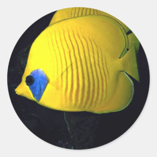 Sticker Rond Le bleu cheed les poissons (masqués) de papillon,