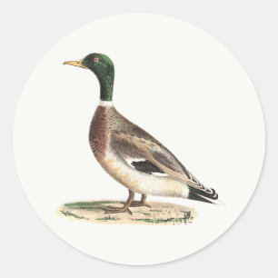 Sticker Rond Le canard colvert ou sauvage (Anas platyrhynchos)