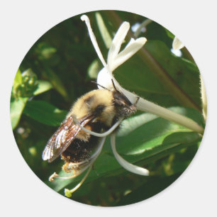 Sticker Rond Le chèvrefeuille gaffent l'abeille