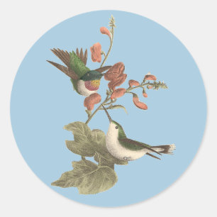 Sticker Rond Le colibri à gorge rouge ou à gorge rubis