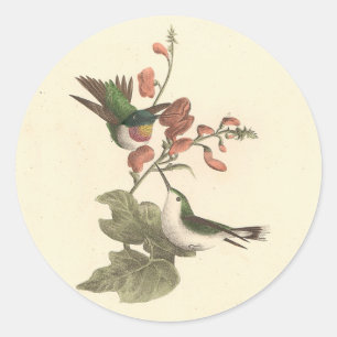 Sticker Rond Le colibri à gorge rouge ou à gorge rubis
