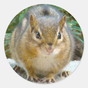 Sticker Rond Le Cute Chipmunk A L'Oeil Sur Vous