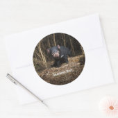 Sticker Rond Le diable de Tasmanie en Australie (Enveloppe)