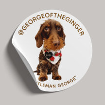 Le George | Influenceur animalier moderne Photo 1,