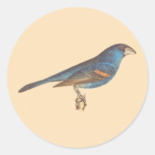 Sticker Rond Le Grosbeak bleu, les oiseaux new-yorkais de James