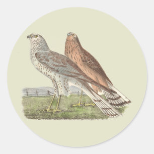 Sticker Rond Le harceleur du Nord (Buse à queue annelée) NY Bir