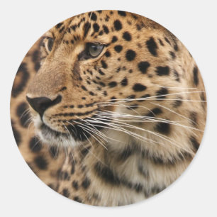 Sticker Rond Le léopard