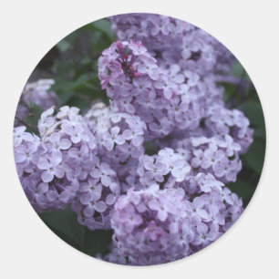 Sticker Rond Le lilas fleurit l'autocollant