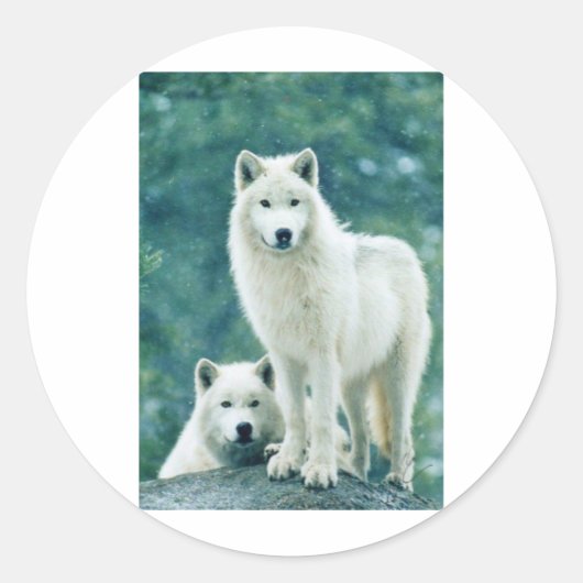 STICKER ROND LE LOUP BLANC (Devant)